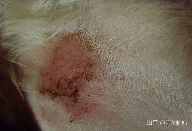 法国斗牛犬皮肤病识别图解与应对策略