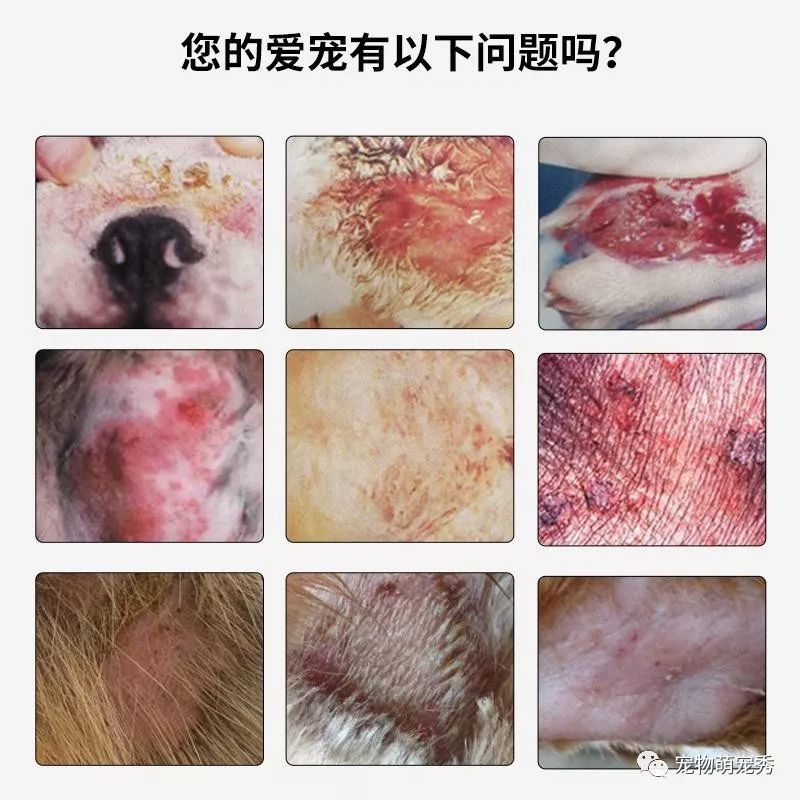 狗狗真菌皮肤病，识别、理解与应对