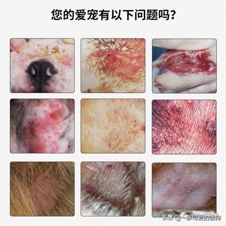 狗狗皮肤病识别与治疗，从图解到视频的全面指南