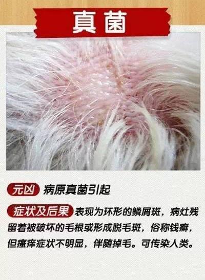 图片引导，解锁皮肤健康的秘密——看图识别皮肤病图解