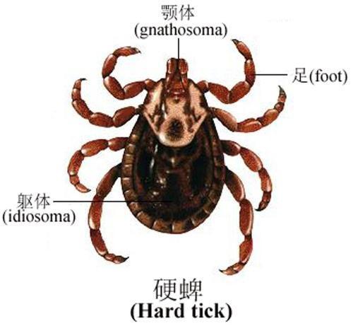 皮肤椭圆形红色斑疹，成因、诊断与治疗