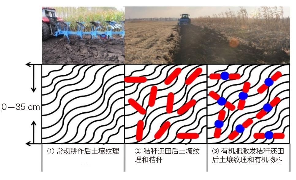 手上皮肤变硬变厚，原因、影响与应对策略