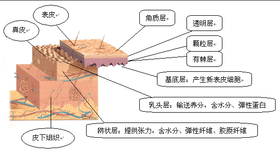 皮肤炎症的成因探析，从内因到外因的全面解析