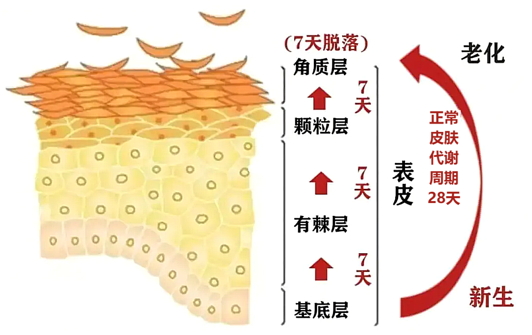 皮炎后皮肤起皱如膜，探究成因与应对策略