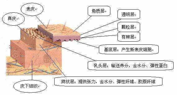 皮肤干燥如鱼鳞，探索成因与应对策略