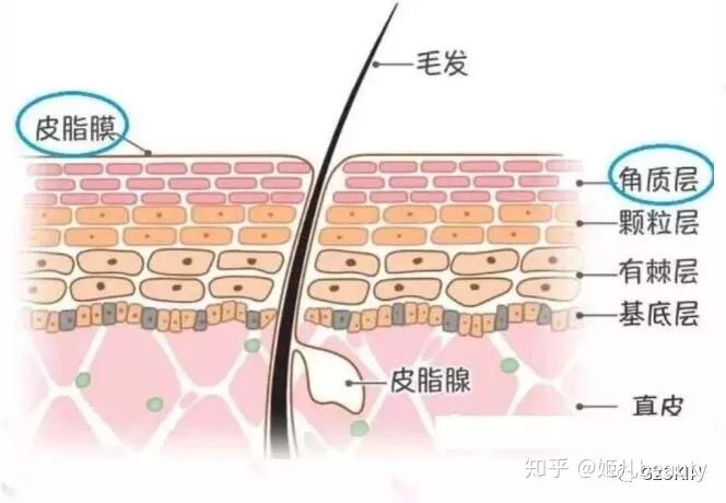 皮肤干痒掉皮屑，原因、影响与应对策略