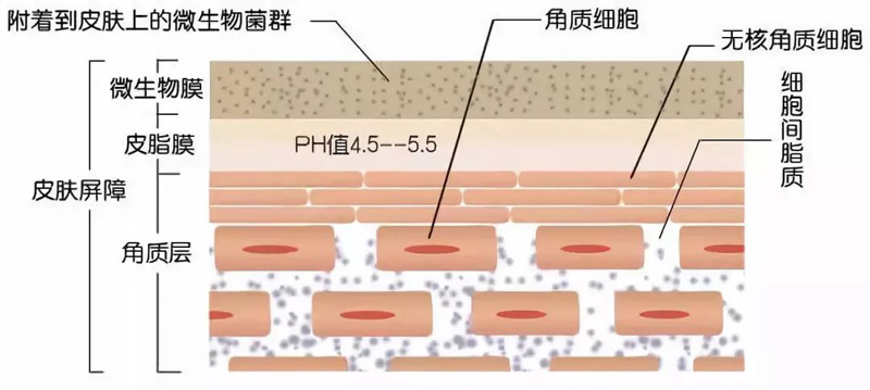 脸上皮肤屏障受损，科学修复的黄金法则