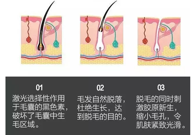 头发的休止期，揭秘头发生长周期的奥秘