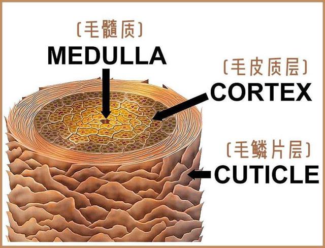 揭秘头发的守护者，什么是头发的毛鳞片？