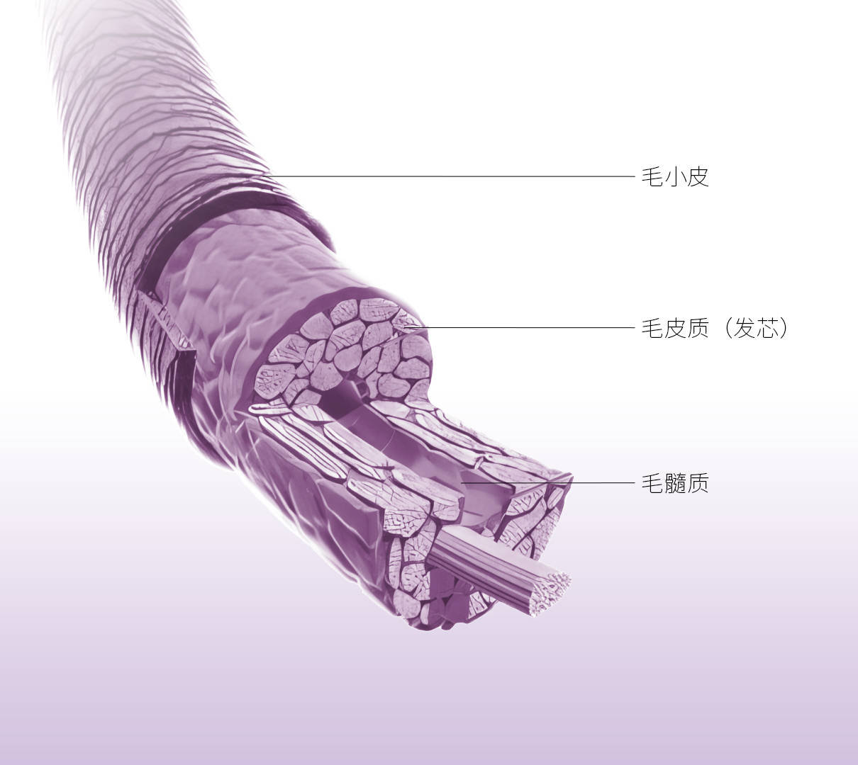 头发，微观世界的奇迹——从结构到成分的全面解析