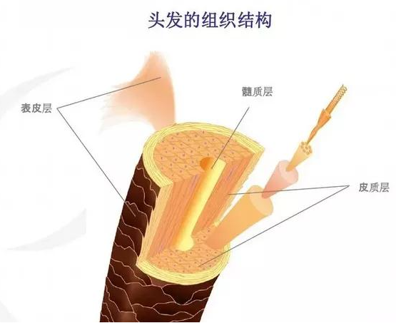 头发构造的奥秘，角质层与发髓的完美结合