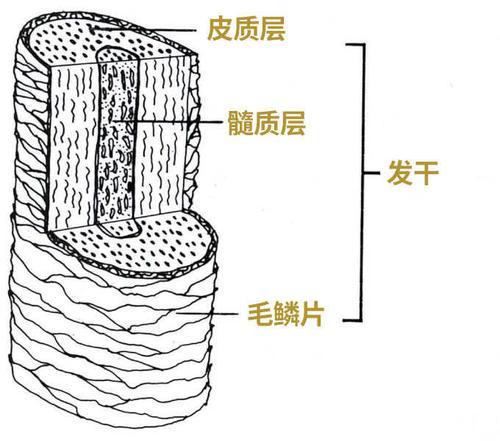 头发，由何组织构成？