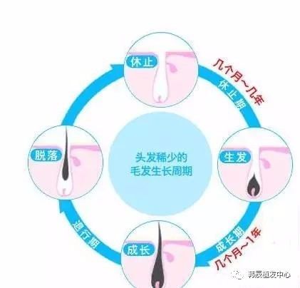 头发生长的奥秘，2个月内能长几厘米？