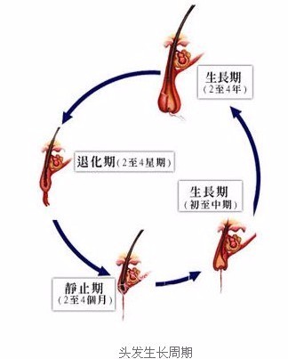 头发生长的奥秘，两个月能长多少厘米？