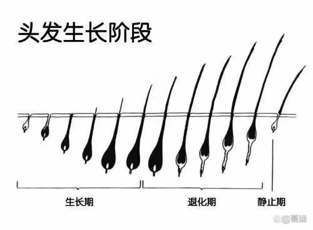 揭秘人头发一个月的生长速度，科学解析与日常护理