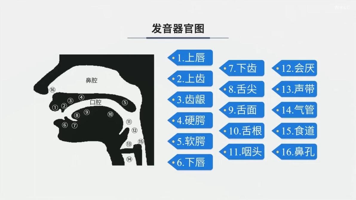 探秘头发的发音，四声之谜