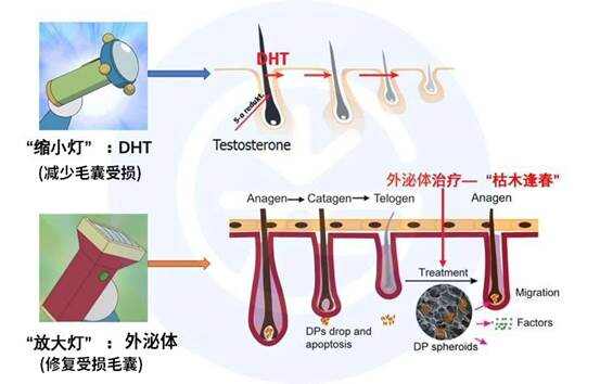 头发生长的奥秘，一个月能长多少厘米？