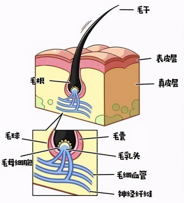 头发，自然之美的奥秘——由什么组成的图片解析