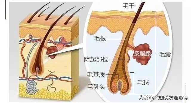 如何在日常生活中养好头发，科学护发指南