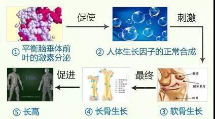 快速有效促进头发生长的方法，科学指南