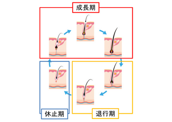 头发的生长周期，揭秘头发生长的奥秘