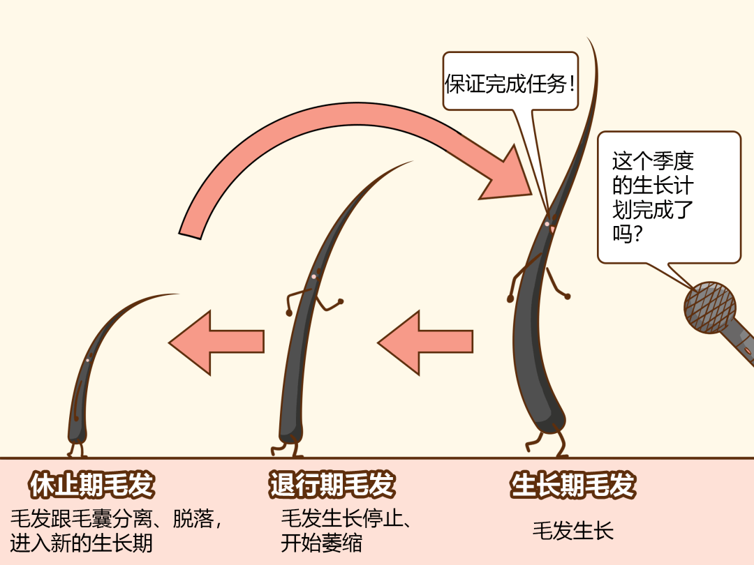 头发的生长之旅，揭秘头发的生长周期四阶段