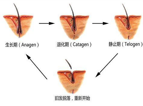 头发的生长周期，揭秘28天的奥秘