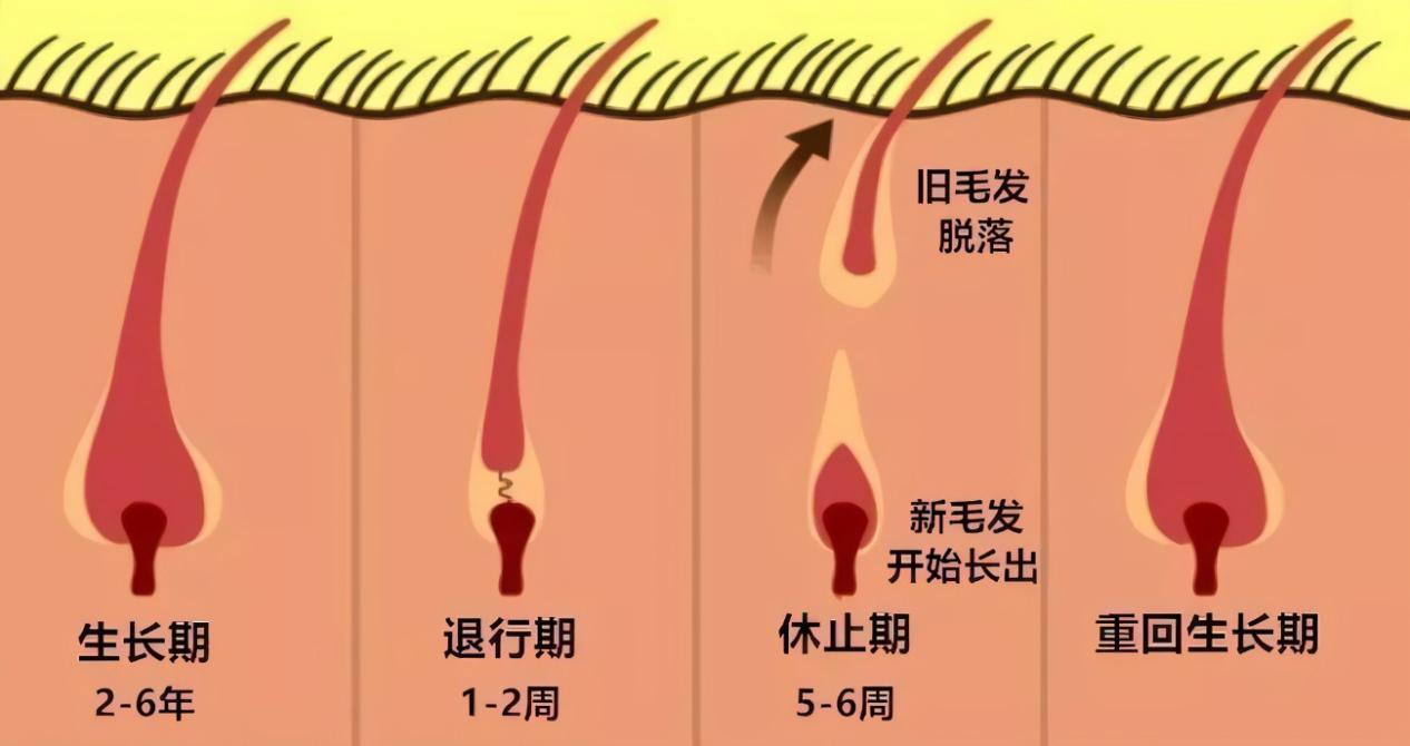 头发的生长周期，揭秘头发生长的四个关键阶段