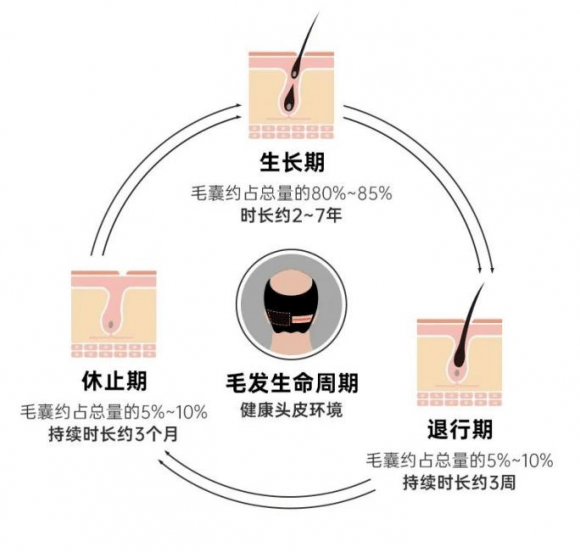 头发的生长周期，揭秘头发的生命周期与奥秘