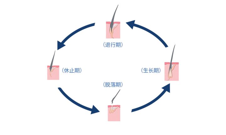 头发生长缓慢的秘密，探寻背后的原因与对策