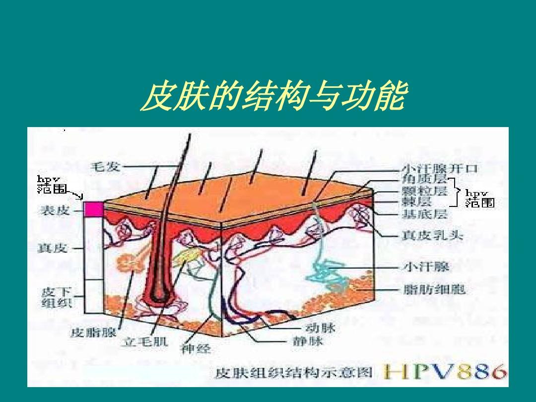 皮肤图片结构图及其作用解析