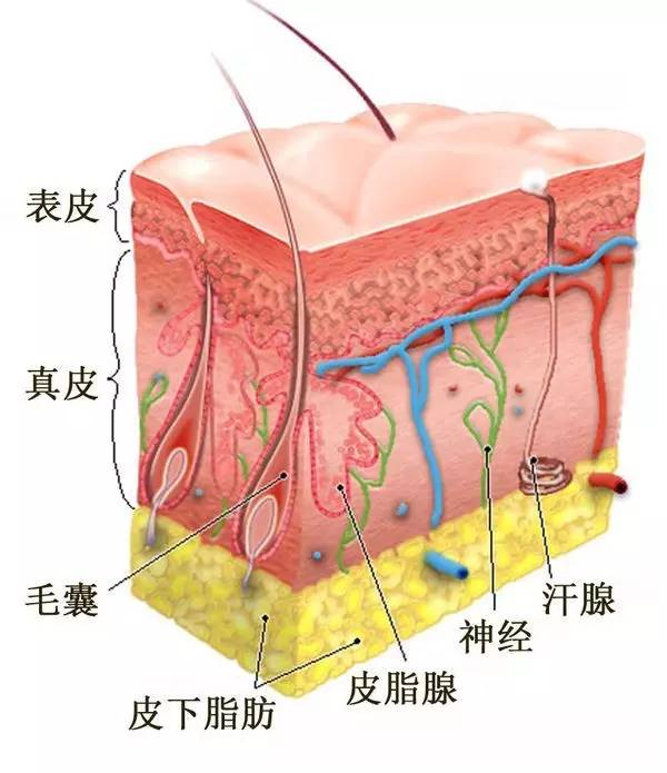 皮肤，人体最大的器官——一张图片结构图揭秘