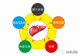 肝脏医学知识，守护生命的解毒工厂