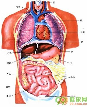 肝脏位置示意图，探索人体解毒工厂的奥秘