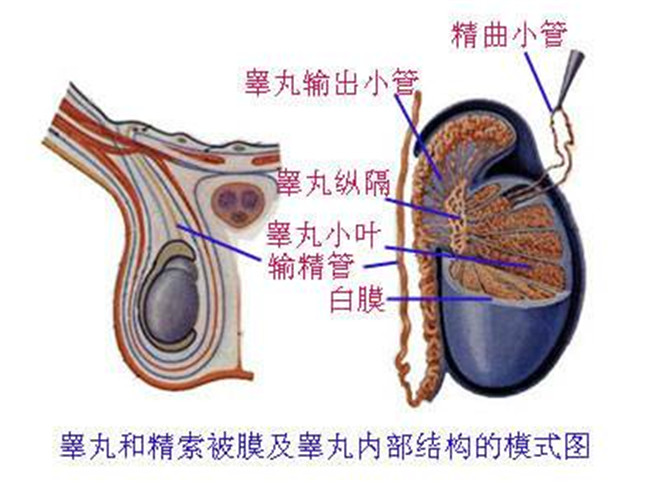 阴囊皮肤痒，探究其背后的原因与应对策略