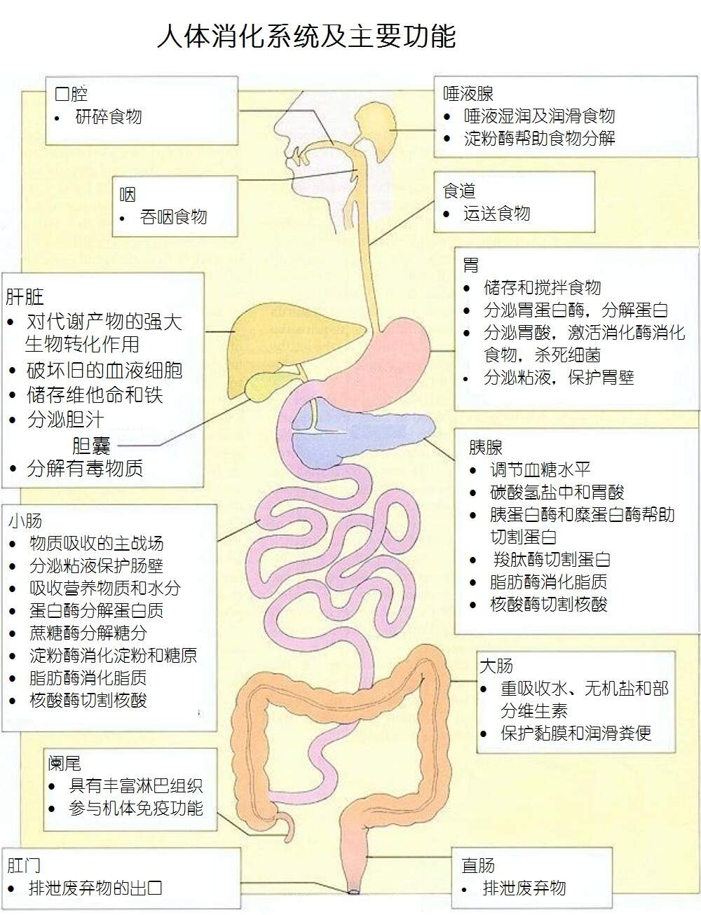 肠胃健康，一张图读懂你的消化系统