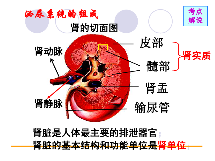 牛皮肤癣，探究其形成原因与科学认知