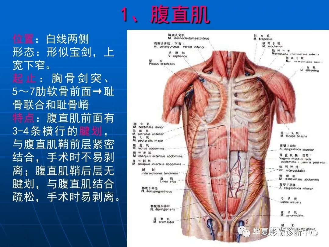 皮肤解剖层次结构图，揭开人体最大器官的神秘面纱