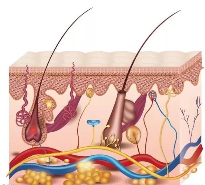 皮肤5层次结构图，探索人体最大的器官奥秘