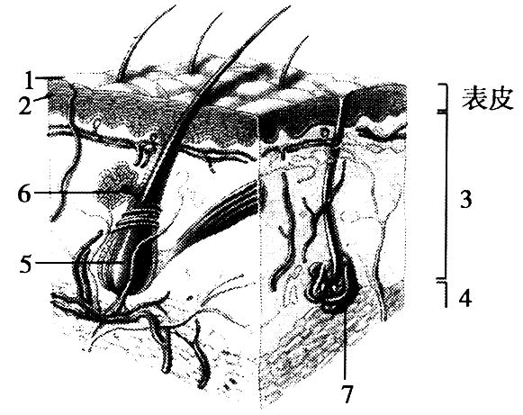 皮肤7个层次结构图手绘，探索人体最大的器官奥秘