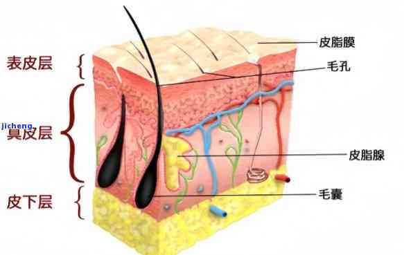 皮肤分层结构图及其奥秘，守护健康的天然屏障