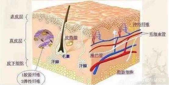 皮肤层次结构图深度解析，解锁肌肤的奥秘
