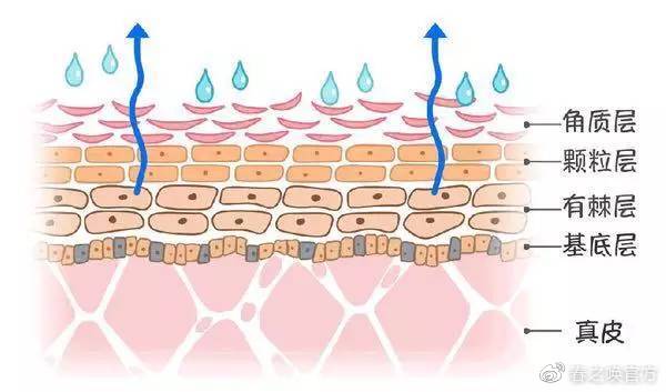 皮肤7个层次结构图解析，从表皮到真皮，再到皮下组织的奇妙之旅