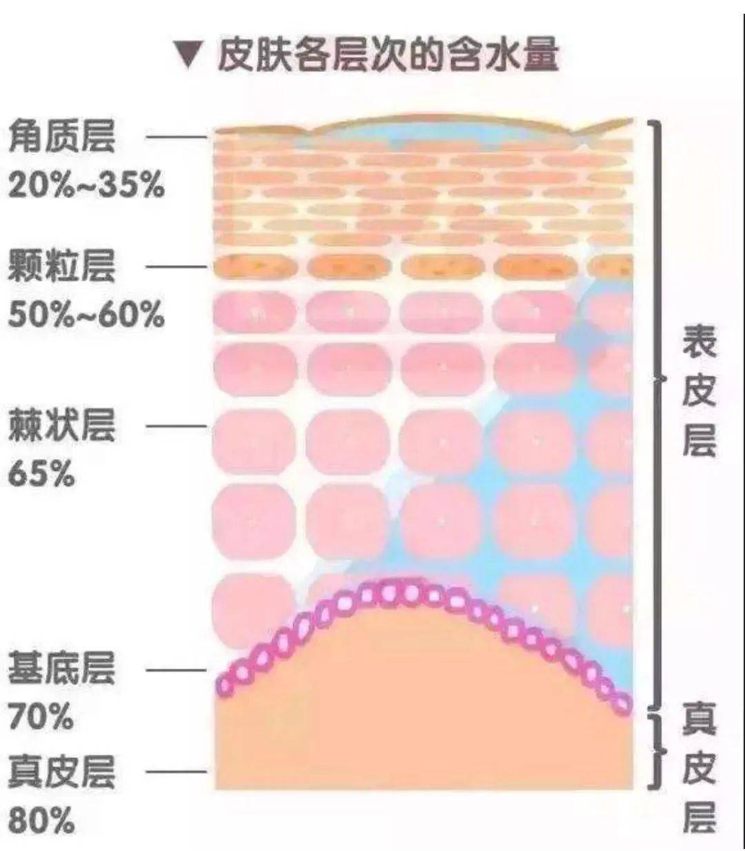 探索肌肤奥秘，揭秘皮肤7个层次结构图视频的震撼之旅