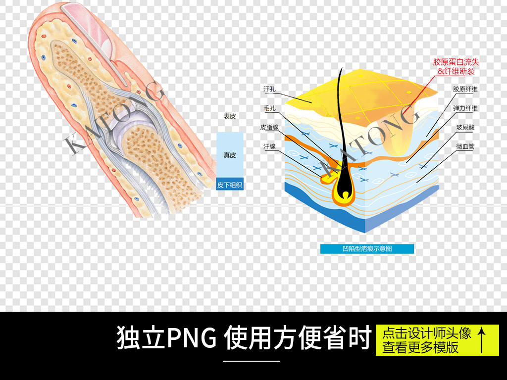 皮肤7个层次结构图高清真实解析