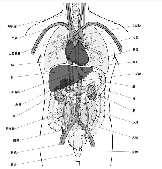 皮肤7个层次结构图，揭秘人体最大的器官