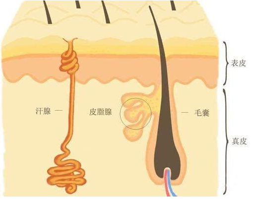 皮肤表面小肉疙瘩的成因与应对策略