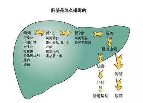 肝脏的功能和作用，人体不可或缺的解毒工厂