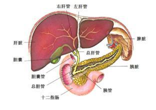 肝脏健康警报，识别肝脏不好的表现症状