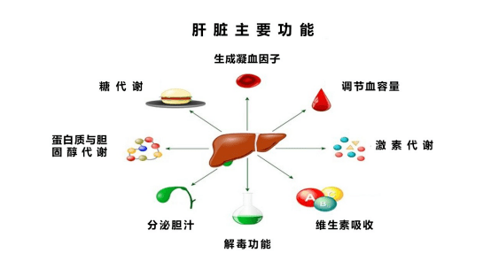 肝脏，生命的解毒工厂与代谢中枢